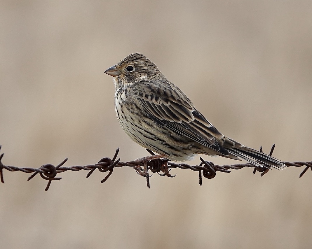 corn bunting